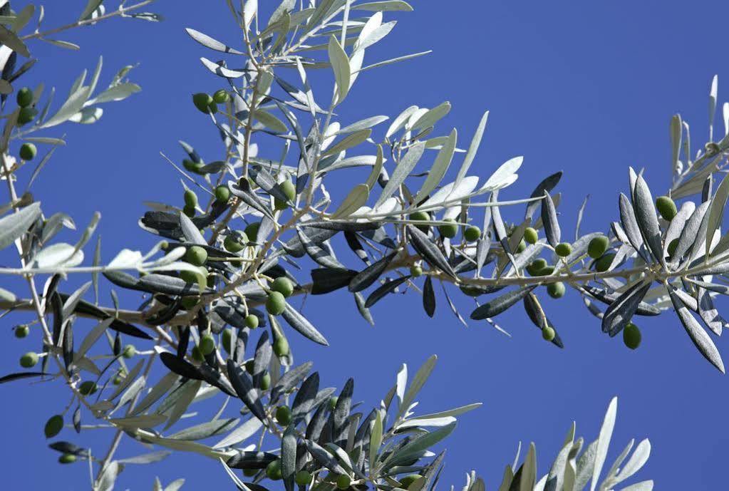 Chrisopigi  Selana Suites מראה חיצוני תמונה